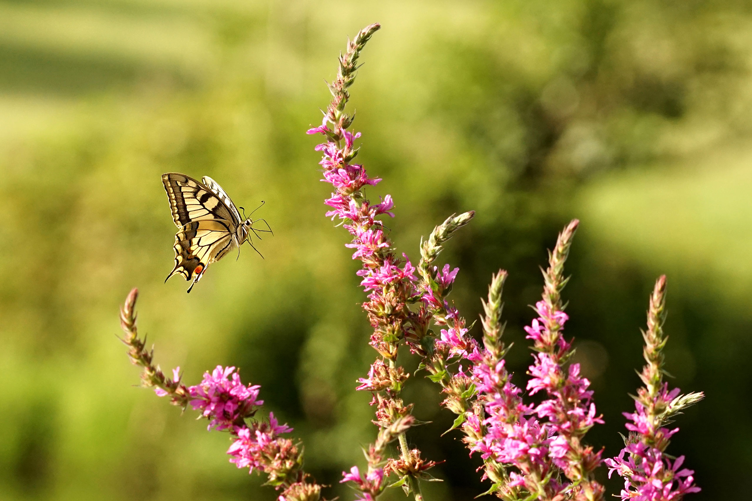 images/machaon.jpg